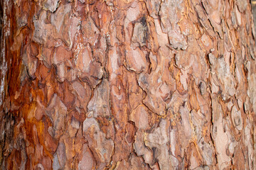 bark of a tree