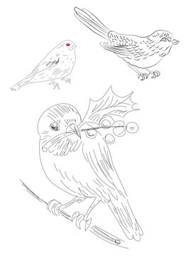Christmas Birds, Robbin