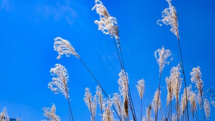 風に揺れているススキの葉っぱ