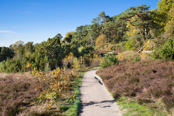 Fototapeta na wymiar Wanderweg zum Surhorn Oberhaverbek Lüneburger Heide Herbst