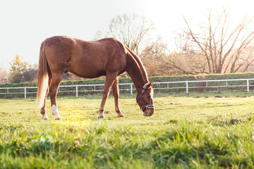 A beautiful thoroughbred horse eats grass on a green lawn in the sunset.