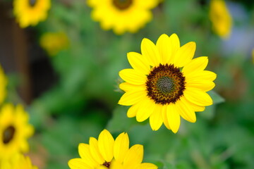 Beautiful yellow sunflower in the garden