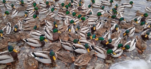 a lot of ducks on the snowy shore