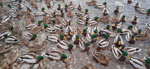 a lot of ducks on the snowy shore