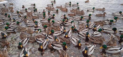 a lot of ducks on the snowy shore