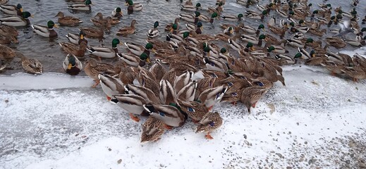 a lot of ducks on the snowy shore