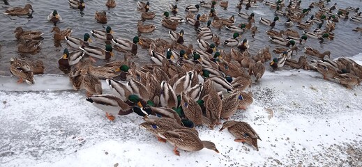 a lot of ducks on the snowy shore