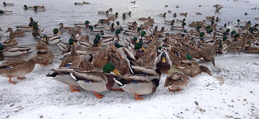 a lot of ducks on the snowy shore