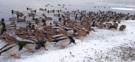 a lot of ducks on the snowy shore