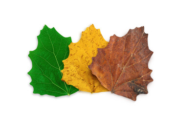 Closeup leaves in different color, ages of tree leaves. Top view isolated object on white background. 