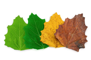 Four season leaves in different color, ages of tree leaves. Top view isolated object on white background. 
