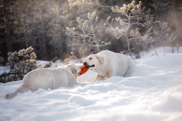 dog in the snow. Golden retriever outdoors in nature in winter