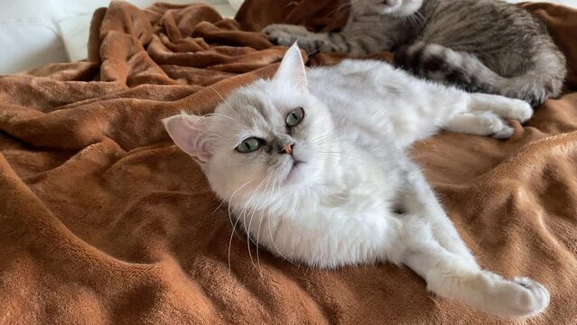 Portrait of white furry Persian cat relaxing on sofa with green eyes.