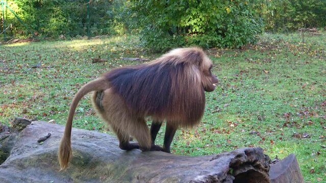 Gelada Baboon (Theropithecus gelada), copulating baboons