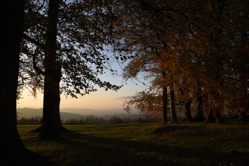 Fototapeta na wymiar a group of autumn trees casing shadows during sunset