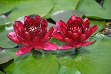 beautiful flowers in summer