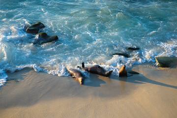Wild seals marine mammal animals resting on sea shore