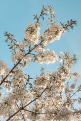 Kwitnąca gałęzie drzewa wiśni - owocowe drzewo na wiosnę na tle nieba