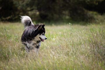 Hund im Feld