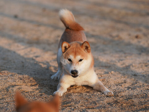 Shiba inu dog in play bow position