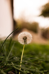 Fototapeta premium close up of dandelion