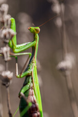 Big green praying mantis on dried lavender flowers