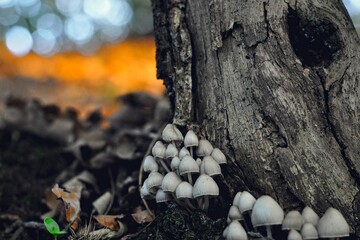Mushroom