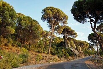 Stone pine forest on a sunny day, Aegean Region, Turkey