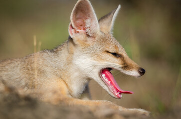 Fototapeta na wymiar indian fox