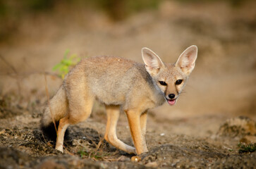Fototapeta na wymiar indian fox