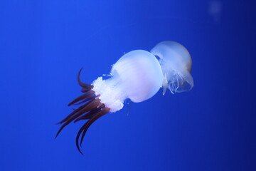 Medusa nadando