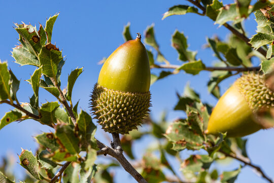 Bellota verde de encina en &aacute;rbol