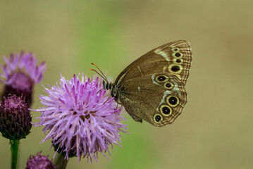 Lepidopter butterfly on a thistle flower in a meadow