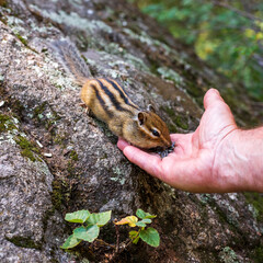 Chipmunk eats seeds from his hand in the forest