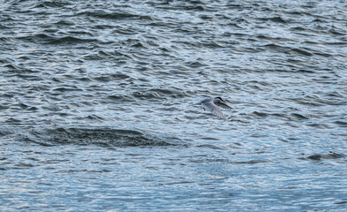Arctic Tern bird or Kria bird flying over sea surface and catching fish from the sea