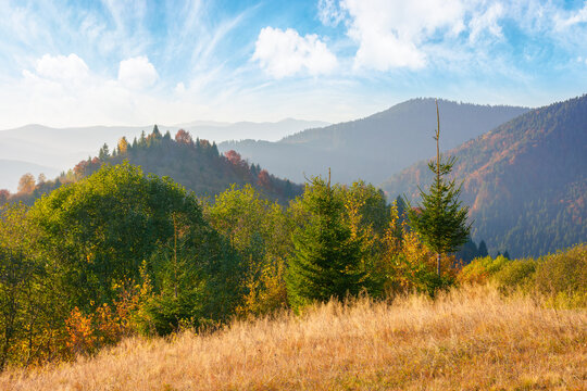 trees and meadows on the hills. mountain landscape on the warm afternoon in autumn. clouds on the blue sky