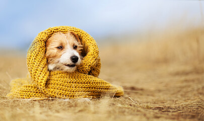 Cute happy funny dog puppy wearing warm yellow pullover. Cold autumn, fall, winter, flu or pet clothing background.