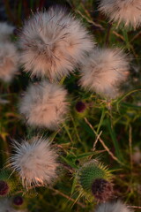 Macro fluffy burdock. High quality photo. Thorn blossom. Bloom. Soft and fluffy