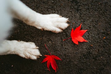 Closeup shot of a white dog's paw near the red autumn leaves