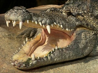 Closeup shot of a crocodile with an open mouth