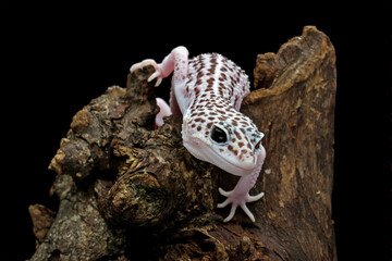 Leopard gecko lizard isolated on black background, reptile with beautiful skin, snow leopard gecko,...