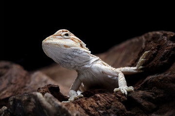 Baby bearded dragon sitting on wood, cute lizard on black background, animals closeup