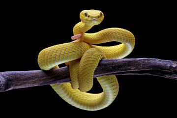 Yellow viper snake isolated on black background, Yellow White-lipped Pit Viper (Trimeresurus...