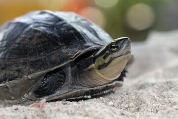 Ambonia turtle walking on sand, juveneli cuora amboinensis, animal closeup