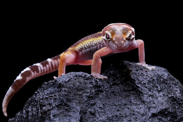 Leopard gecko lizard on rock with black background, eublepharis macularius, animal closeup