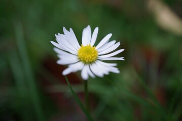 Selective focus shot of a blooming beautiful daisy flower on a field