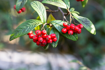 A bunch of red elderberry berries and green leaves. Shallow depth of field selective focus summer photo background
