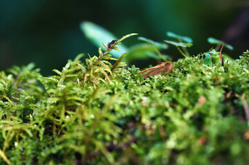 Green moss and insect.