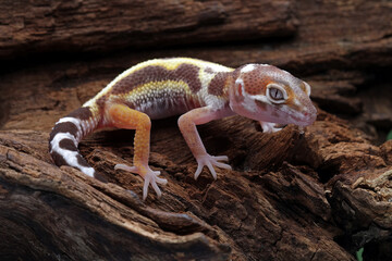 Leopard gecko lizard on wood, cute pets easy to maintain, eublepharis macularius, animals closeup