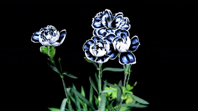 Blue Carnation Flower Blooming   close-up in Time Lapse on a Black Background. Ornamental Garden Carnation